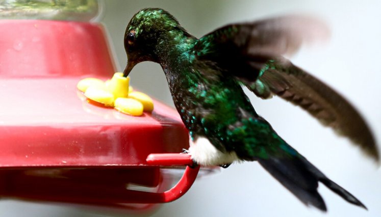 Un total de 3.722 especies de reptiles, anfibios, aves y mamíferos están en peligro de extinción
