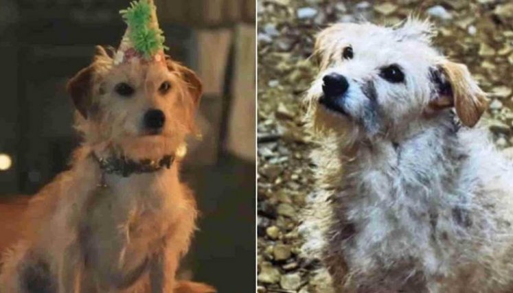Bobby, el perrito estrella de House of the dragon