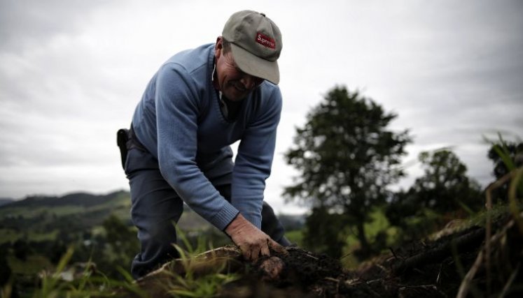 CORTE ORDENÓ REINTEGRACIÓN DE ORGANIZACIÓN CAMPESINA A PROGRAMA EN CÚCUTA. / Foto: Colprensa 