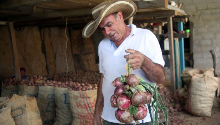 CULTIVOS EN EL TARRITA