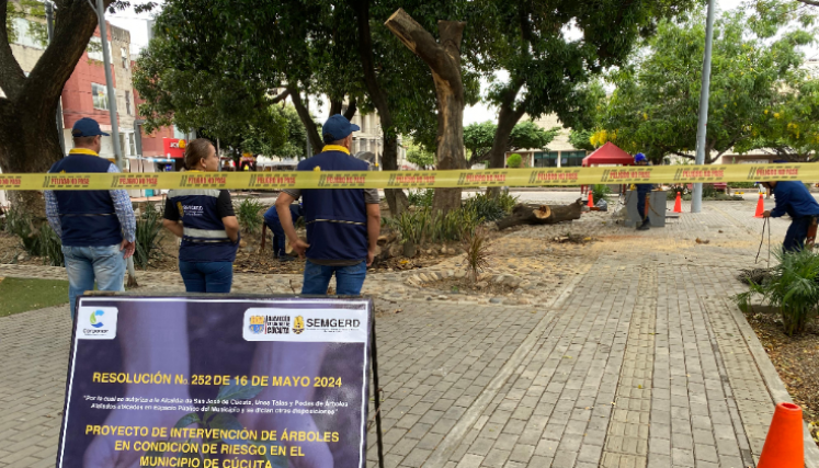 En el parque La Biblia se realizarón las primeras talas de árboles. / Foto: Cortesía