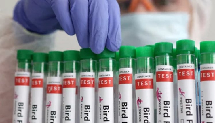 Se registró el primer caso de gripe aviar