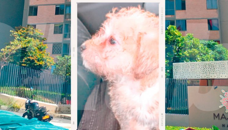 El pequeño Monster era el menor de una familia de cuatro perros