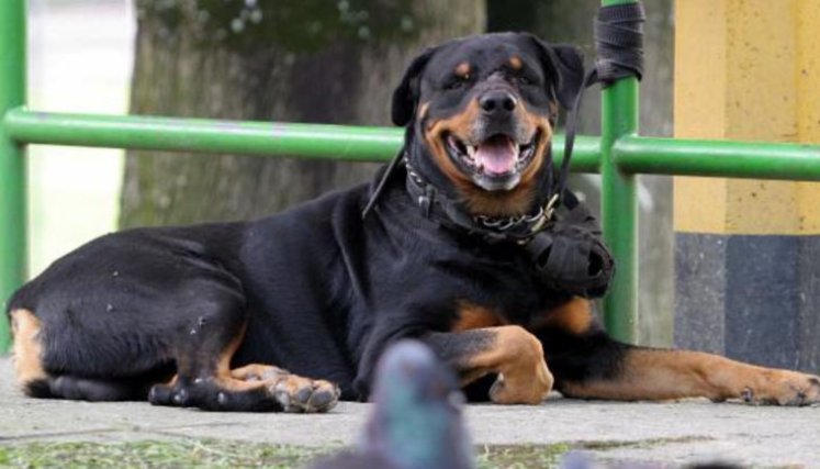 Cómo influye la alimentación en el envejecimiento de los perros