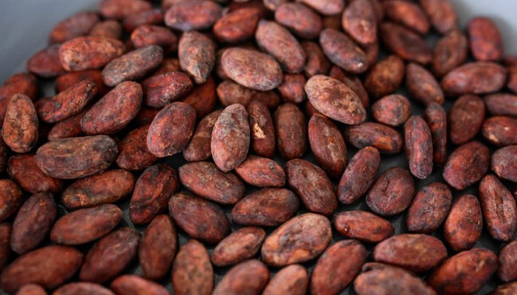 Cacao