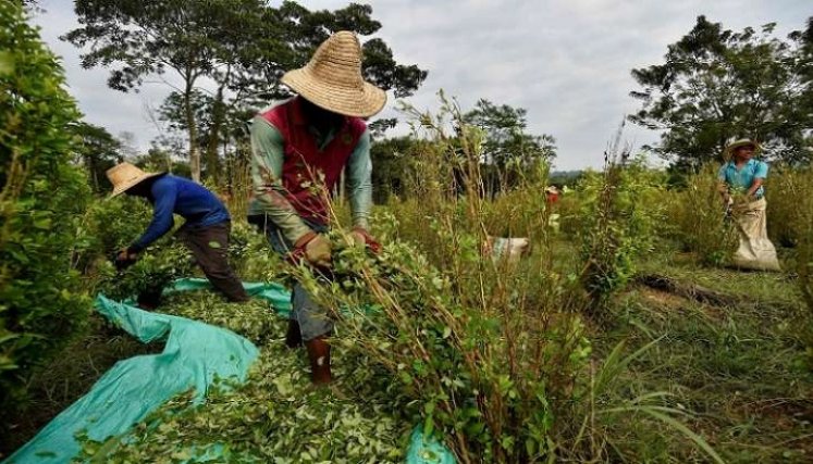 Una iniciativa está encaminada al uso de la hoja de coca con fines industriales y terapéuticos./ Foto cortesía: La Opinión.