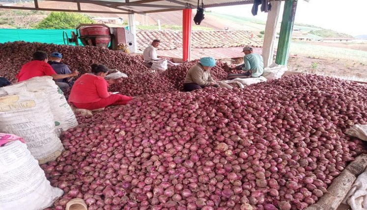 Los cultivadores de cebolla de la zona del Catatumbo claman por la salvaguarda del producto en tiempo de cosecha./ Foto cortesía: La Opinión.