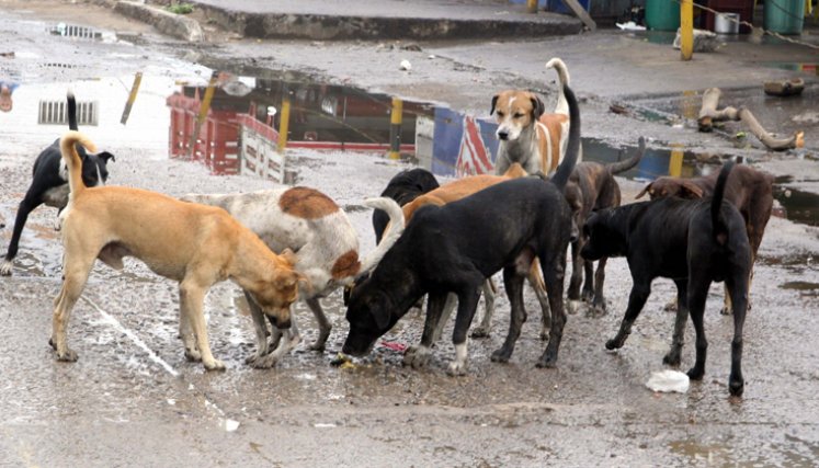 La cantidad de animales maltratados y sin hogar en Cúcuta es difícil de cuantificar, aunque  los casos de maltrato en su contra sí van en aumento constante.
