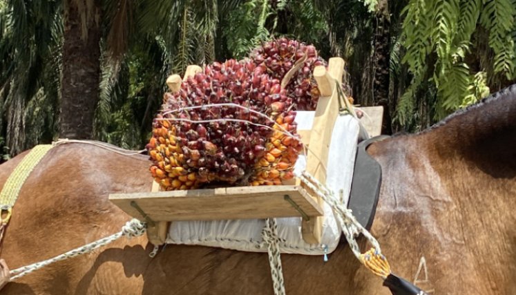 Algunos palmicultores aún utilizan al caballo como medio de transporte para llevar sus cosechas. / Foto Valentina Robles Angarita