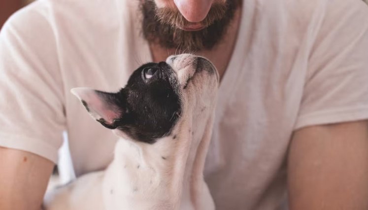 Un estudio piloto comprueba cómo el olor del estrés humano afecta al aprendizaje y al estado emocional de los perros, que recoge la revista Scientific Reports.