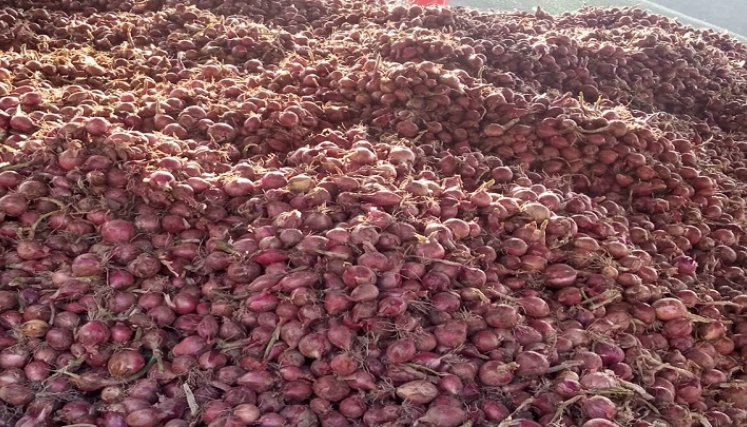La comercialización de la cebolla roja en Ocaña está paralizada por la alta competencia de la cebolla peruana./ Fotos cortesía: La Opinión.