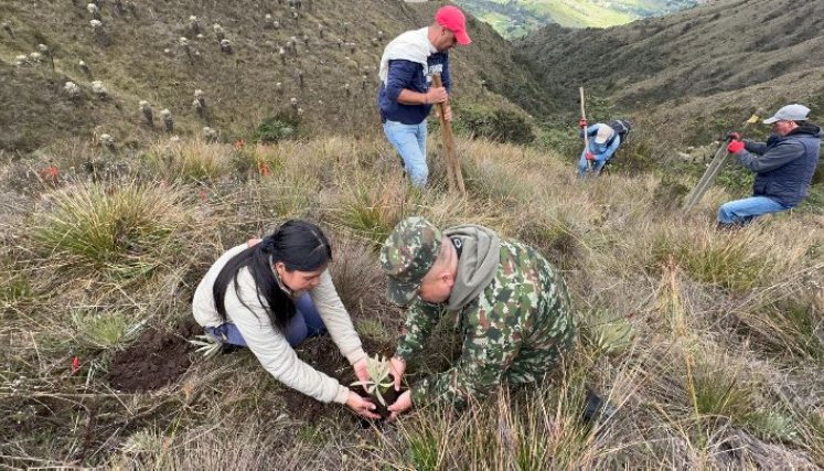 En una vereda del municipio de Mutiscua, en zona del páramo Santurbán, fueron sembrados los frailejones/Foto cortesía