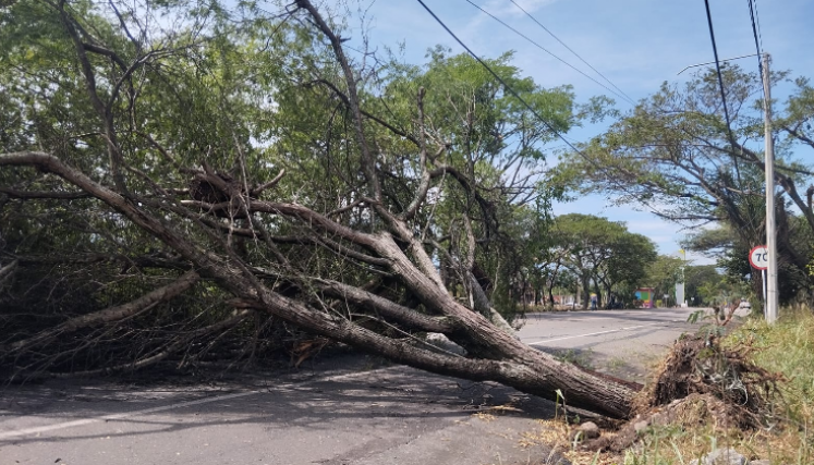 Árboles de gran altura fueron arrancados de raíz por el viento. 