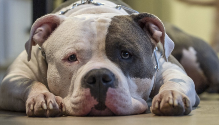 En Colombia hay dos leyes que se refieren a la posesión de estos perros de manejo especial.