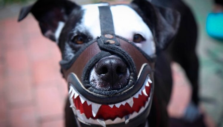 Ataque perro pitbull