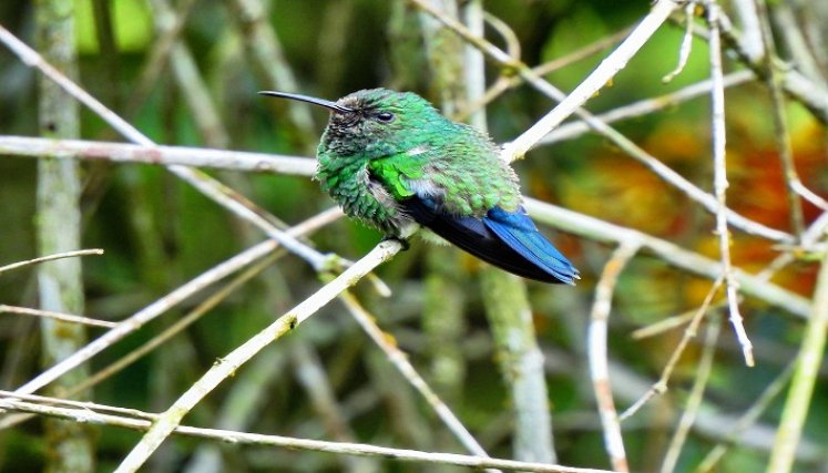 El avistamiento de aves se ha constituido en un potencial turístico para la provincia de Ocaña y zona del Catatumbo. / Foto cortesía: La Opinión.