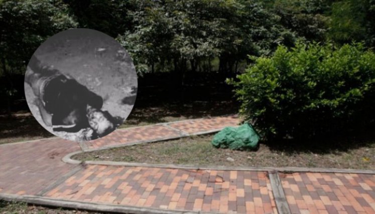 ¿Secuestrado y asesinado? Hallan cadáver de un hombre en la Avenida del Río