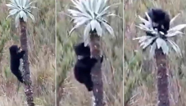 Oso andino. 