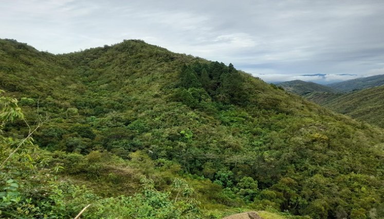 En Ocaña se adelanta un diagnóstico para determinar el estado de las reservas forestales para la conservación de los recursos naturales.