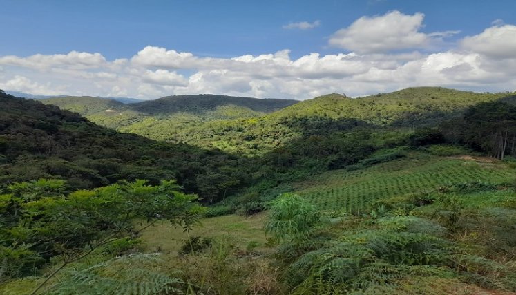 En Ocaña se adelanta un diagnóstico para determinar el estado de las reservas forestales para la conservación de los recursos naturales.