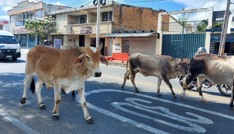 En Ocaña se conformó la Junta defensora de animales para evitar el maltrato.