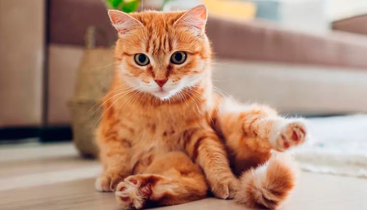 gatos