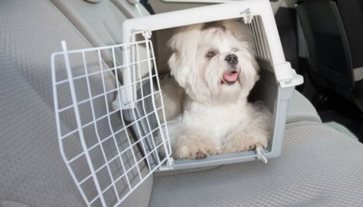 Cúcuta se posiciona como un referente en Colombia en la implementación de políticas públicas que benefician tanto a los animales como a la sociedad en general./ Fotos: Cortesía / La Opinión 