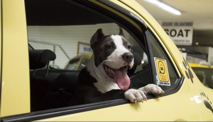Cúcuta se posiciona como un referente en Colombia en la implementación de políticas públicas que benefician tanto a los animales como a la sociedad en general./ Fotos: Cortesía / La Opinión 