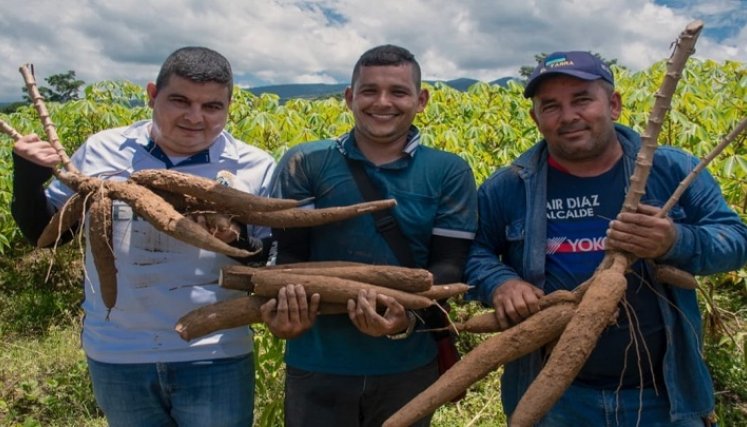 Un paso trascendental da los cultivadores de yuca con los procesos industriales para conquistar mercados.