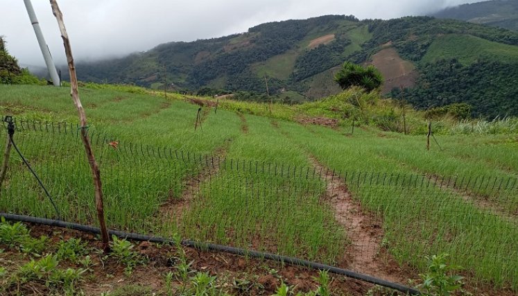 Serán ocho variedades de cebolla las que estarán bajo análisis climático y comercial. / Foto: Archivo / La Opinión