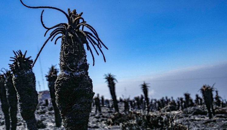 Decenas de hectáreas de frailejones fueron consumidos por fuertes incendios. / Foto: Archivo La Opinión.