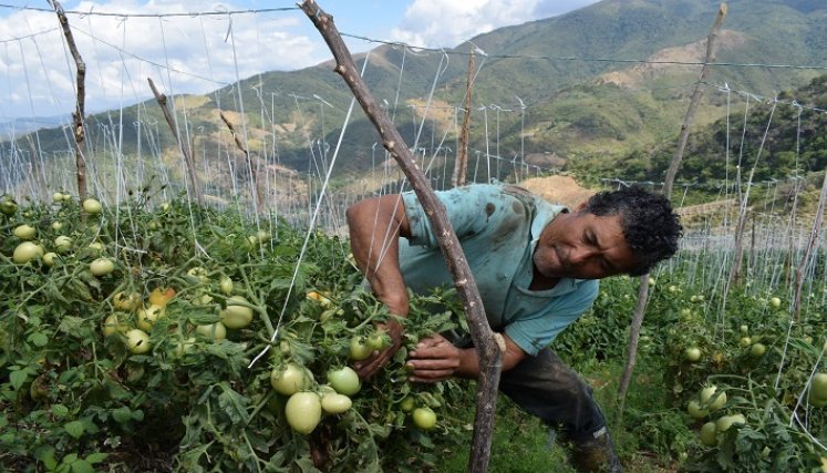  Los equipos de la Planta Procesadora de Tomates y Frutas se oxidan en una bodega del centro de Acopio de Ocaña.
