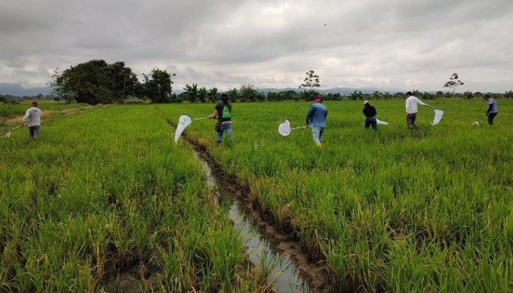 Conforme a Minagricultura, las solicitudes de los arroceros deberán demostrar que las toneladas producidas provienen de los predios registrados en la caracterización. / Foto: Cortesía. 