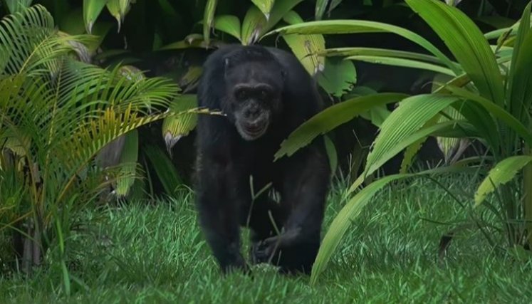Chimpancé Yoko. 