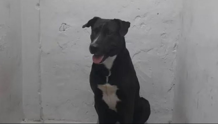 Perro abusado. 