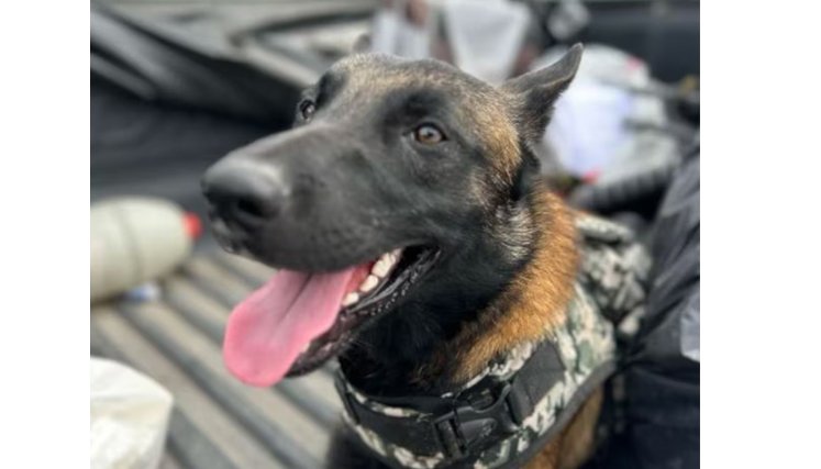 Así la guerrilla entrenó a perro para detectar soldados y policías