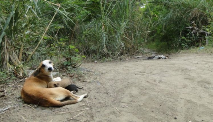 Perro-Abandonado