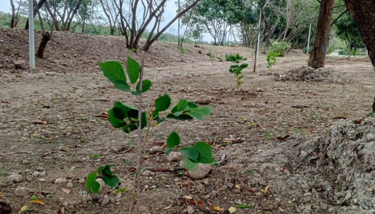 Sembraton-Parque Playa