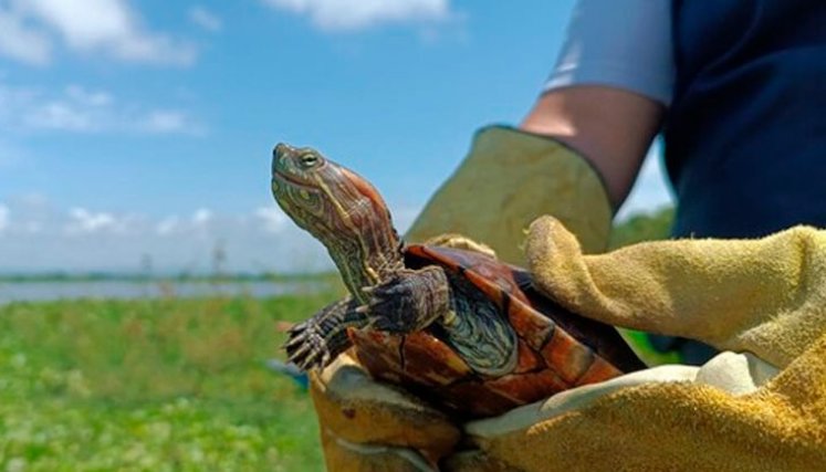 Animales rescatados