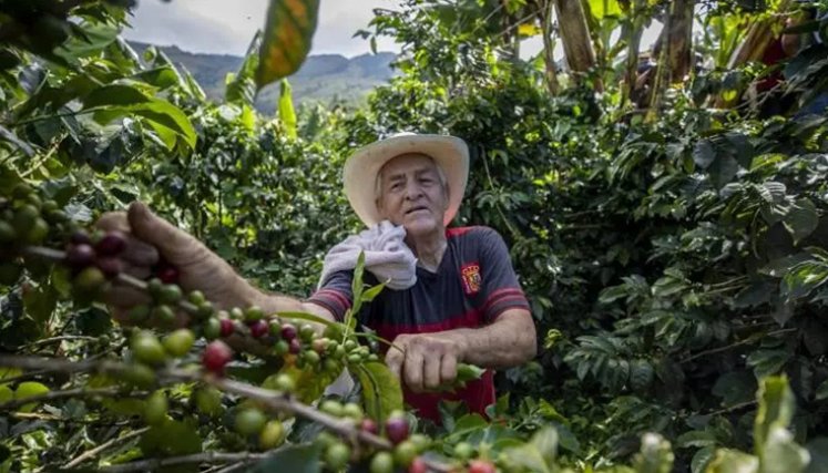 El nuevo arancel base de 10% impuesto por Estados Unidos a las importaciones de café colombiano genera preocupación. / Foto: Cortesía.