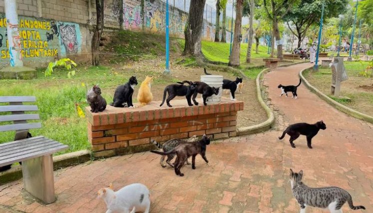 GATOS BUCARAMANGA
