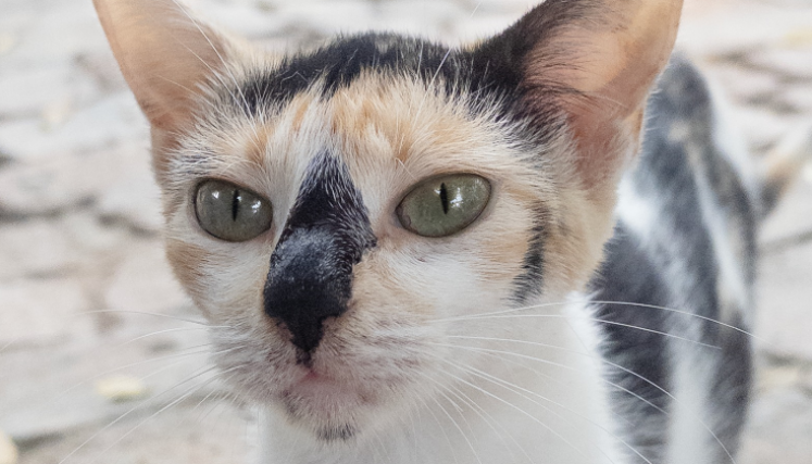 Cúcuta adopta.