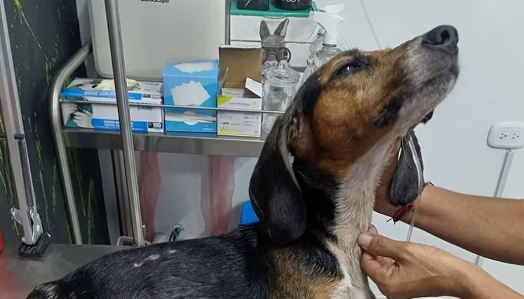 Un taxista, en Bucaramanga, es acusado del abandono de una perra que se encontraba en grave estado de salud. / Foto: Cortesía Vanguardia.