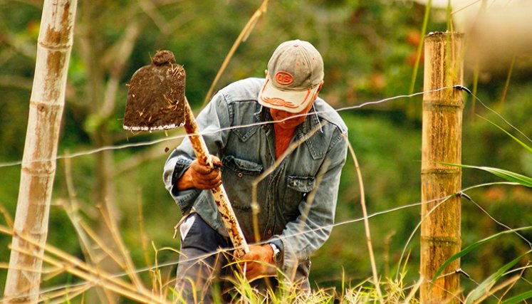Empleo en el campo. / Foto Archivo