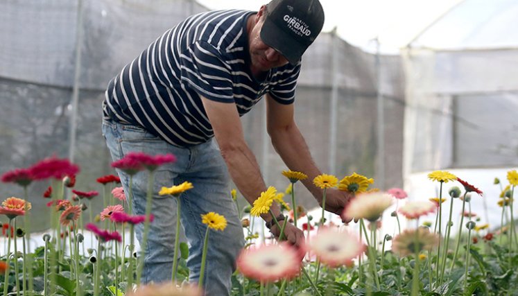 Flores de Colombia. / Foto La Opinión
