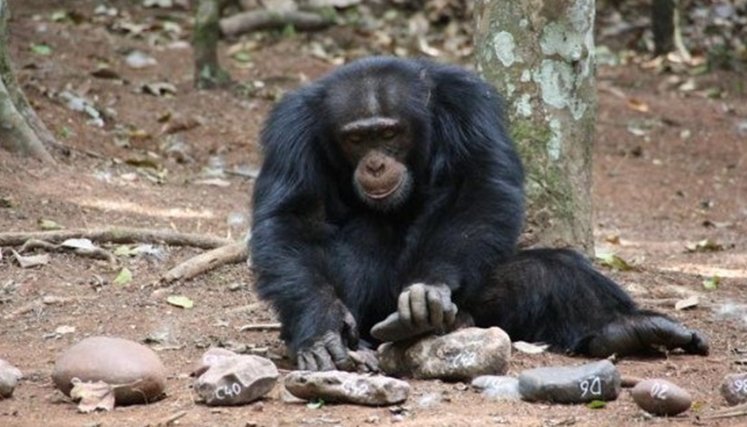 Chimpances