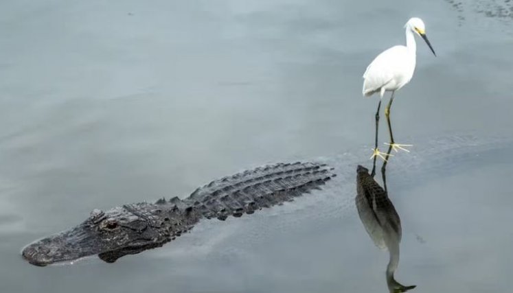 PANTANO