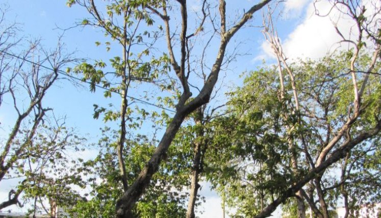 En las últimas dos decadas ha aumentado la tala indiscriminada de arboles