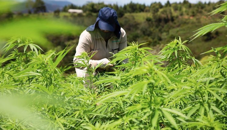 Cannabis