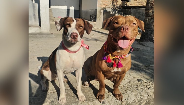 PERROS RAZAS PELIGROSAS / CORTESÍA 